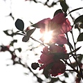 IMG_6385.JPG