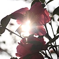 IMG_6376.JPG
