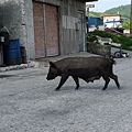 路邊有豬經過~~