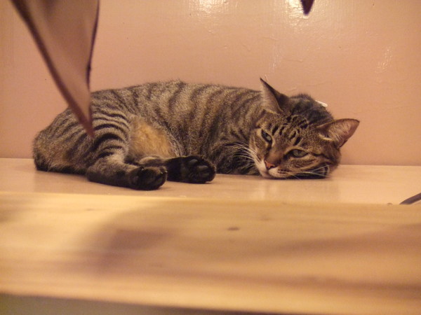 這隻貓睡在一個有趣的地方