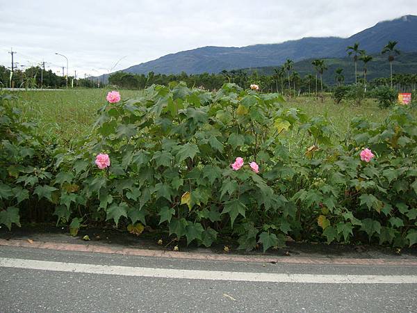 20131215參加蓮琪慶生舞會 667