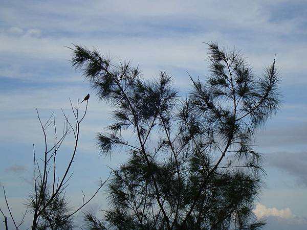 20140628花東四日遊 1039 20140628花東四日遊 1039