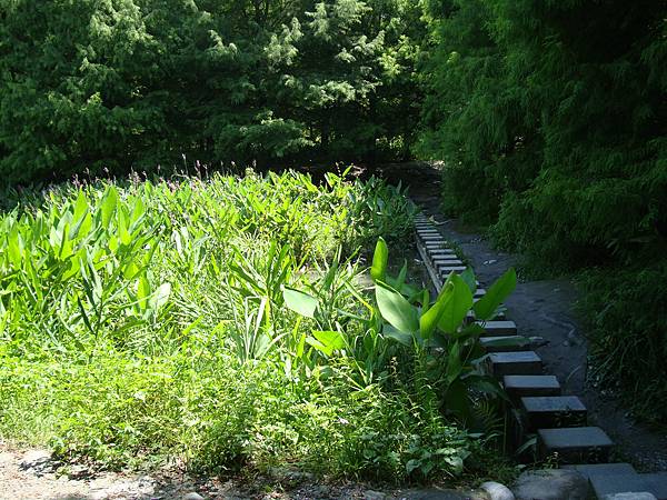 20140628花東四日遊 1086 20140628花東四日遊 1086