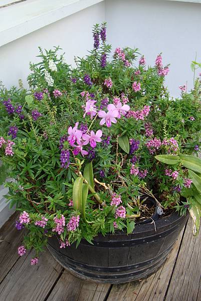 就20170225曼谷九日遊 324