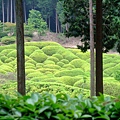 一整片翠綠的茶園很美
