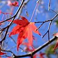 真的很喜歡楓紅配上藍天