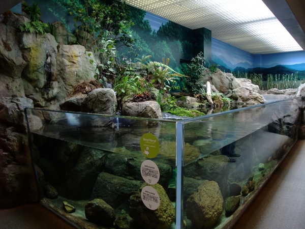 這個水族館的特色是可以近距離觀察各種生物