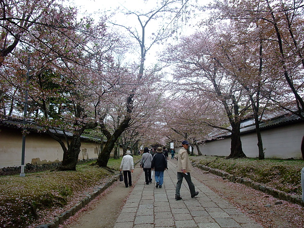 2010.04.11 抓住賞櫻最後機會~衝去超遠的醍醐寺