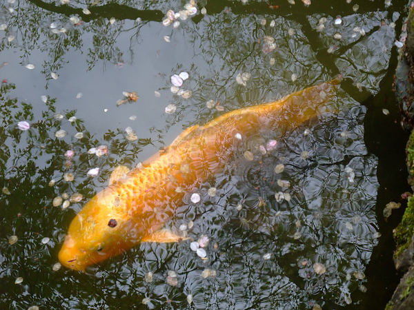 鯉魚好肥