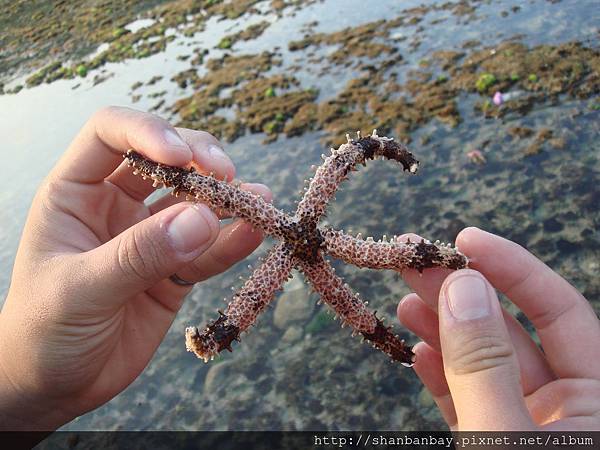 小琉球潮間帶海星