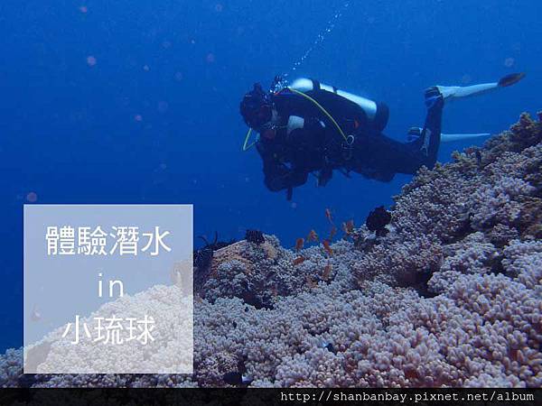 綠蠵龜潛水004 綠蠵龜潛水004