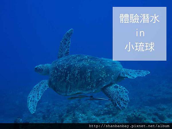 綠蠵龜潛水005 綠蠵龜潛水005