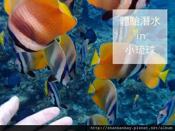綠蠵龜潛水002 綠蠵龜潛水002