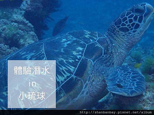 綠蠵龜潛水006 綠蠵龜潛水006