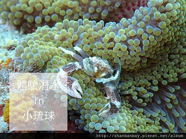 綠蠵龜潛水007 綠蠵龜潛水007