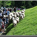 表演結束的羊群,跟觀眾近距離接觸