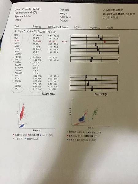 大直小小貓咪11