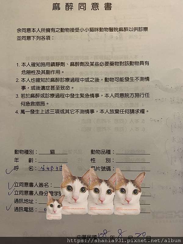 貓照護 健康檢查 大直小小貓咪就診記 血檢 X光 Noelle ღ Jolie 低調成反比 痞客邦