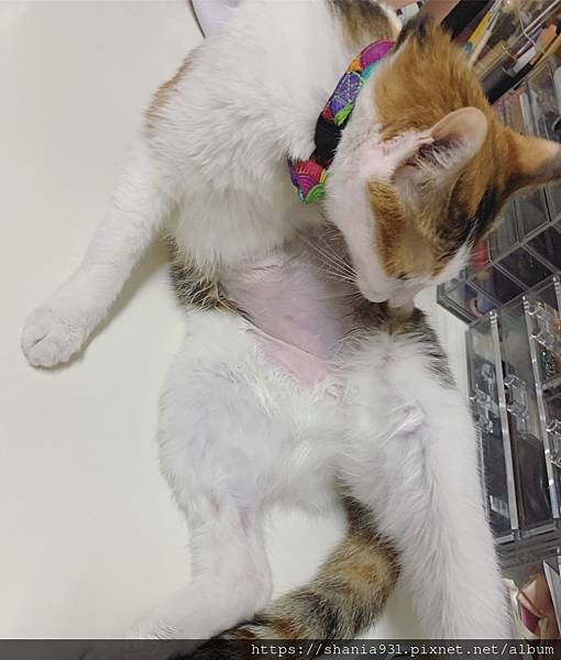 [心得]大直小小貓咪健檢+洗牙+SDMA