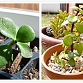 Jade Plant