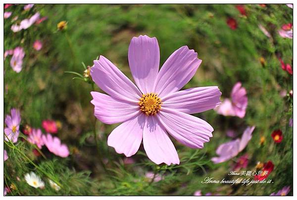 蘆竹花海節067.JPG