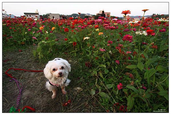 蘆竹花海節209.JPG