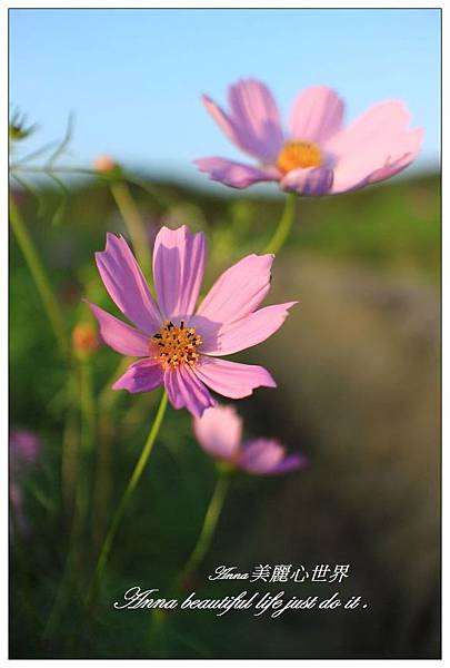 蘆竹花海節243.JPG