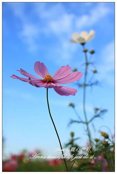 蘆竹花海節270.JPG