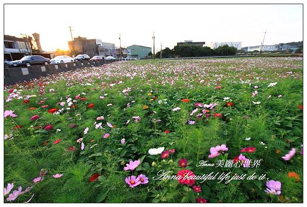 蘆竹花海節305.JPG