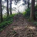 20221030阿里山大凍山步道⛰💪🙆_221031_9.jpg