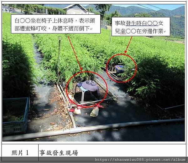 20231218宣導資料 從事台灣杉葉子修剪作業發生蜂螫災害