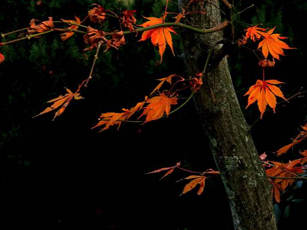 IMG_6585 IMG_6585