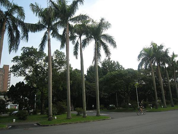 台大的椰林大道