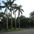 台大的椰林大道