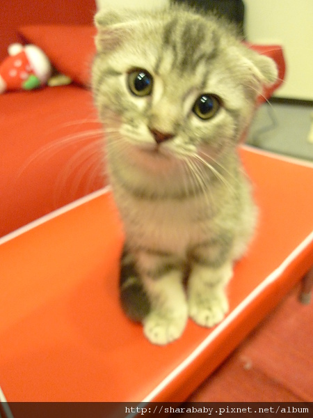 這孩子真是可愛死了