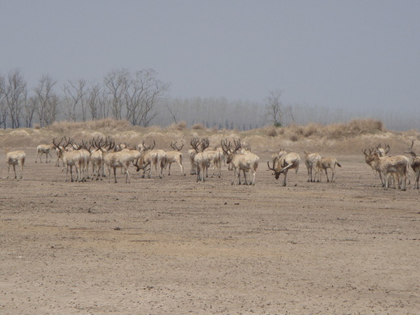 緊接著發現一大群