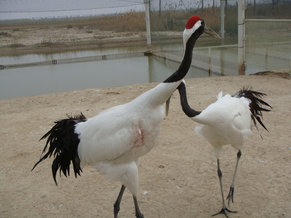 突然跳起舞來了