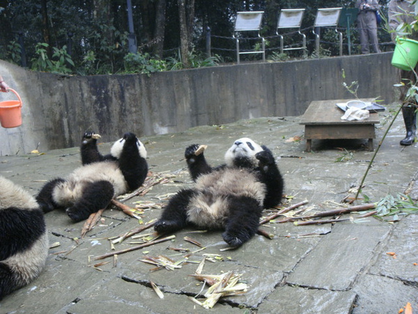 我發現他們很喜歡躺著吃東西