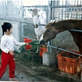 小時候就很喜歡馬