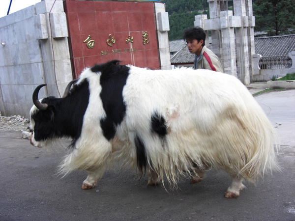 生平第一次看到牦牛本人