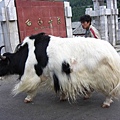 生平第一次看到牦牛本人