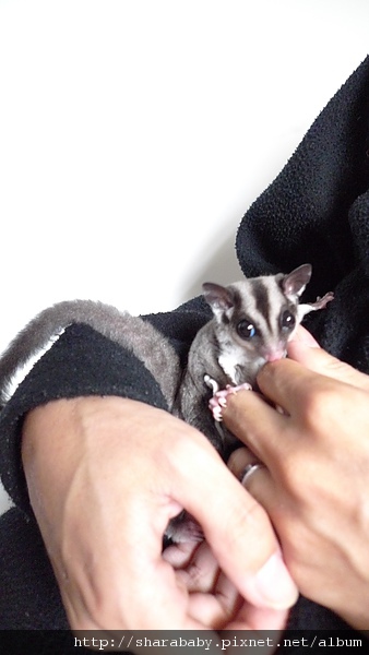 可愛的星期二小姐