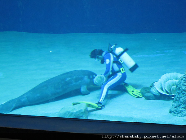 看完海獅接著看海牛