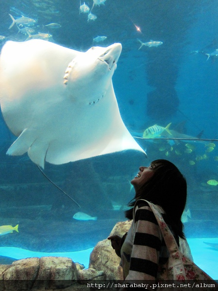 逛水族區