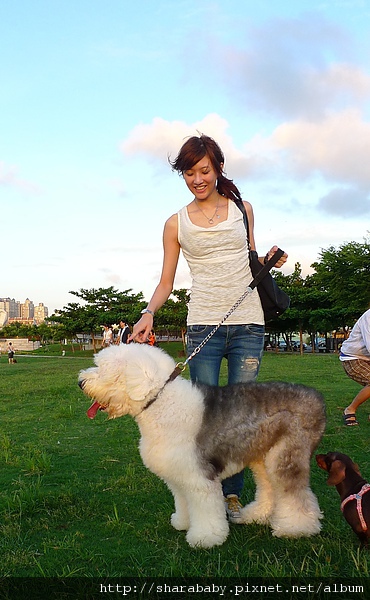 英國古代牧羊犬