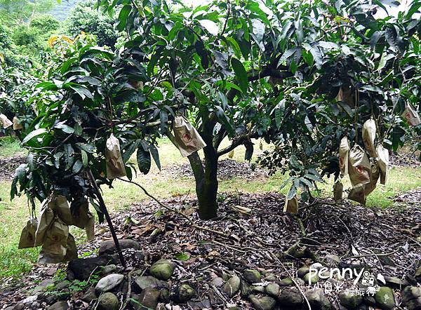 檨仔腳文化共享空間060