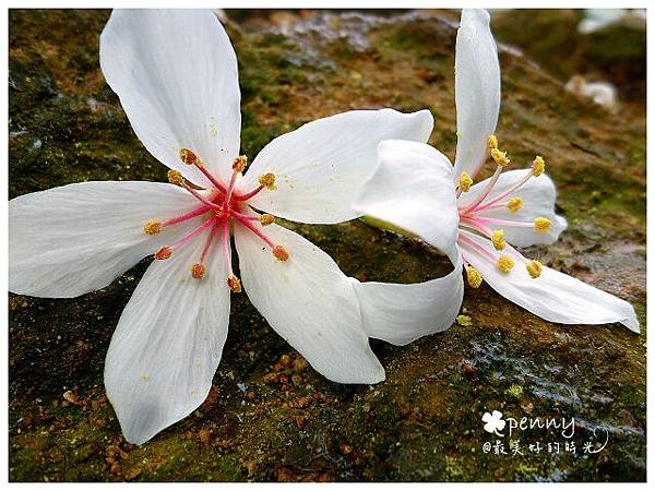 桐花祕境@新店45.jpg