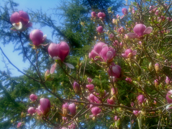 Pink Magnolia