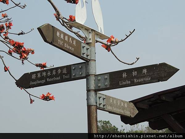 台南白河林初埤木棉花道