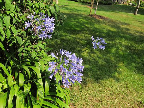 花園